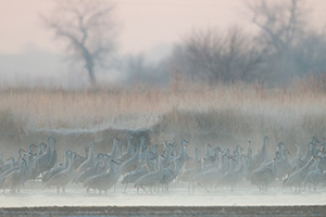 On a cool, foggy March morning a group of Sandhill Cranes wait on a sandbar in the Platte River. - Nebraska Photograph