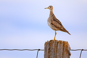 An Upland Sandpiper watches from high on a post at Ft. Niobrara National Wildlife Refuge. - Nebraska Photograph