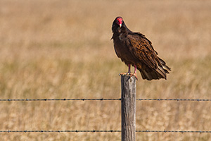 A vulture waits for the next meal quietly on a fence in a desolate part of western Nebraska. - Nebraska Photograph