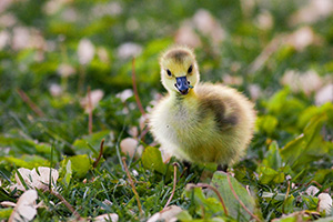 A newly hatched gosling chews on some verdant grass. - Nebraska Photograph