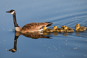 A Canada Goose mother takes her goslings on a swim across the lake. - Nebraska Photograph