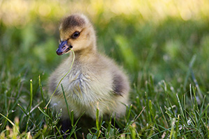 A newly hatched gosling chews on some verdant grass. - Nebraska Photograph