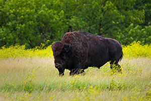 A buffalo (bison) moves slowly through a field in the North Unit of Theodore Roosevelt National Park. - North Dakota Wildlife Photograph