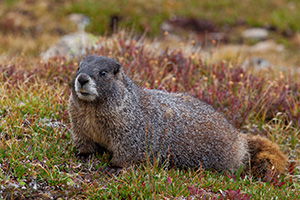 On the way down from Long's Peak in Rocky Mountain, this marmot surprised me when he quickly moved from the side of the trail from where he had been resting, perfectly still.  Not wanting to disturb him too much, I quickly took my photographs and ventured on. - Colorado Photograph
