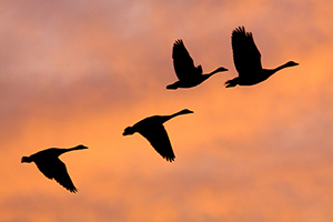 Quiet at first, then increasing in volume, honking that singals the approach of a flock of geese.  Soon the silohuottes can be seen across the sky during twilight at Jack Sinn Wildlife Management Area in Eastern Nebraska. - Nebraska Photograph