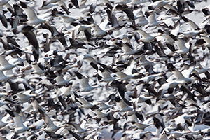 A large grouping of snow geese take to the sky at Squaw Creek National Wildlife Refuge in Missouri.  In the viewfinder they appeared as a blur of white and black during this event.  There were over 1 million birds on the lake on this day. - Missouri Photograph