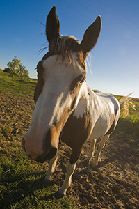 Wide-Angle treatment of a friendly horse. - Nebraska Photograph