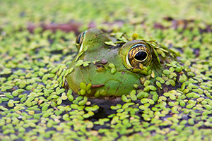 Silent and mostly submerged, a frog watches his surroundings closely. - Nebraska Photograph
