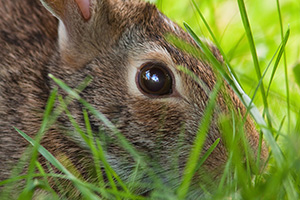 A rabbit hides in the thick grass. - Nebraska Photograph