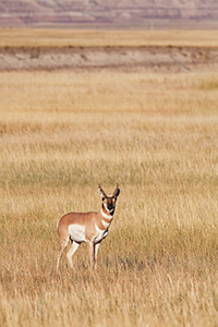 A pronghorn (american antelope) stops briefly on the vast prairie in the Badlands in South Dakota. - South Dakota Wildlife Photograph