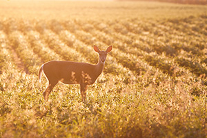 A deer stops briefly in the late afternoon sun at DeSoto National Wildlife Refuge. - Nebraska Photograph