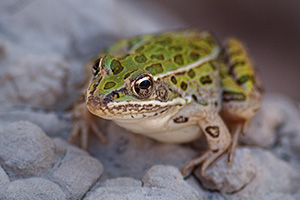 A Plains Leopard Frog emerges from a small puddle formed from the recent rains. - South Dakota Photograph