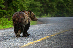 When I was coming back from photographing the sunrise on Lake Moraine, this fellow joined me on the road. - Canada Photograph