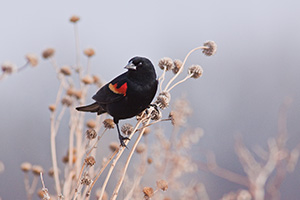 A red-winged blackbird briefly stops chriping and rests in a field near Grand Island, Nebraska. - Wildlife Nebraska Photograph