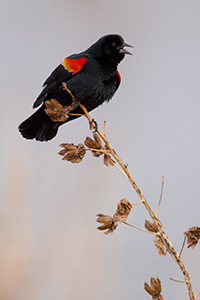 A red-winged blackbird chirps loudly at Squaw Creek National Wildlife Refuge in northwestern Missouri. - Wildlife Missouri Photograph