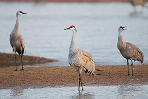 A Trio of Sandhill Cranes convene on a sandbar on the Platte River in Central Nebraska. - Nebraska Photograph