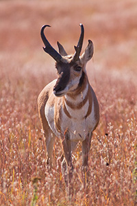 A pronghorn (american antelope) stands in prairie grass at Wind Cave National Park in Southwestern South Dakota. - South Dakota Photograph