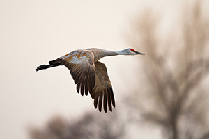 A Sandhill Crane soars high above the Platte River in the early morning just prior to sunrise. - Nebraska Photograph