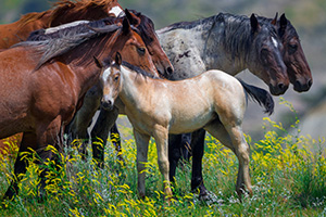 A young foal with a group of other wild horses at Theodore Roosevelt National Park in North Dakota. - North Dakota Wildlife Photograph