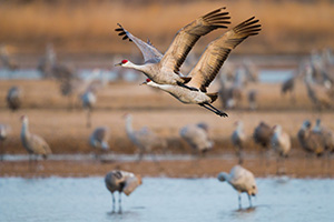 A pair of Sandhill Crane soar high above the Platte River in the early morning just after sunrise. - Nebraska Photograph