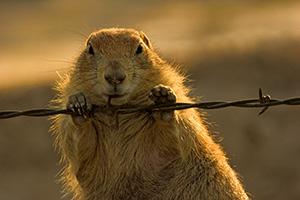 A prairie dog chews on a barbed wire fence. - South Dakota Photograph