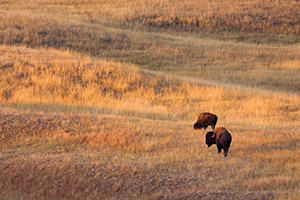 Two Buffalo and the rolling hills of Wind Cave National Park in South Dakota. - South Dakota Photograph