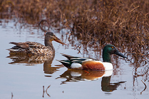 A male and female pair of Northern Shovelers look for food at Squaw Creek National Wildlife Refuge. - Missouri Photograph