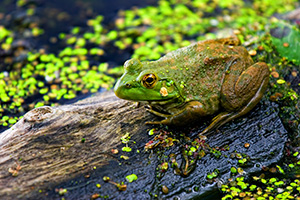 A frog on log a common sight at Nebraska Ponds. - Nebraska Photograph