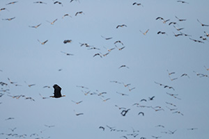 A bald eagle glides across the Platte River in Nebraska startling thousands of Sandhill Cranes. - Nebraska Photograph
