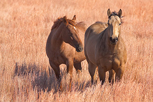 Two horses relax together on a cool afternoon on a prairie in Keha Paha county. - Nebraska Photograph