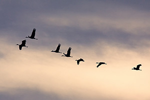 Sandhill cranes soar high while sunset illuminates the clouds behind. - Nebraska Photograph