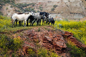 Theodore Roosevelt National Park is one of the few areas in the west where free-roaming horses may be observed. The park maintains a herd of anywhere from 70 to over 100 wild horses so that visitors may experience the area as it was during the open range era of Theodore Roosevelt.   Here, the wild horses stop at a cliff overlooking a small stream at Theodore Roosevelt National Park in North Dakota. - North Dakota Wildlife Photograph