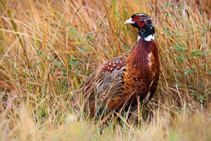 For a brief moment this fiesty pheasant come out of the grass and revealed himself before quickly ducking back. - Nebraska Photograph