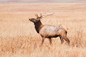 A bull elk struts on the plains at Ft. Niobrara National Wildlife Refuge. - Nebraska Photograph