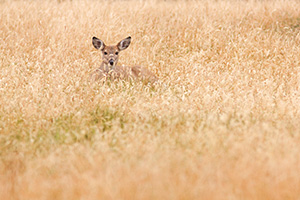 A small doe rests in the grass at Smith Falls State Park in eastern Cherry county, Nebraska. - Nebraska Photograph
