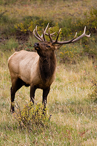 The sound echoing through the valley, an elk bugles during the fall mating season in Rocky Mountain National Park. - Colorado Photograph