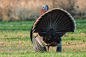 At Mahoney State Park in Eastern Nebraska a turkey (tom) displays his feathers. - Nebraska Photograph