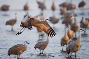 Every morning during its migration stop on the Platte River in central Nebraska, the Sandhill Crane takes flight and leaves the river in search of sustenance from the nearby fields. - Nebraska Photograph