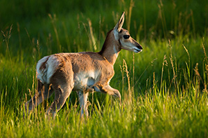 A young pronghorn pauses from his playing in the morning sun in Custer State Park, South Dakota. - South Dakota Wildlife Photograph