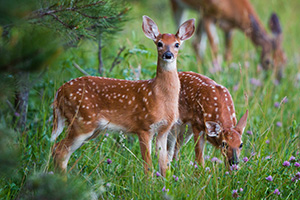 Young fawns quietly graze on green grass near the border of a forest in Custer State Park, South Dakota. - South Dakota Wildlife Photograph