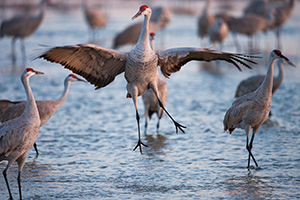 A graceful Sandhill Crane dances to impress potential mates, to establish territorial claims or to confirm potentially decades long bonding.  Sandhill Cranes mate for life and the dancing is all part of the ritual. - Nebraska Photograph