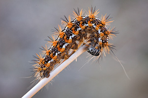 A wooly caterpillar crawls up a shaft of prairie grass in a remote part of Platte River State Park in Cass County, Nebraska. - Nebraska Photograph