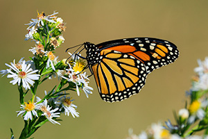 Wildlife photograph of a monarch butterfly at Fontenelle Forest, Nebraska. - Nebraska Close-Up Photograph