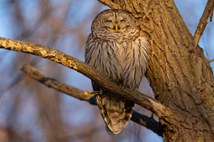 A Nebraska wildlife photograph of a Barred Owl sleeping in the Forest. - Nebraska Wildlife Photograph