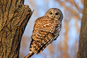 A Nebraska wildlife photograph of a Barred Owl in the Forest. - Nebraska Wildlife Photograph