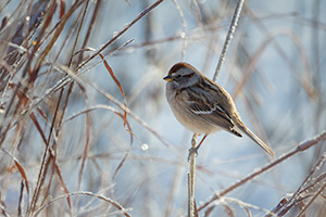 A wildlife photograph of a little sparrow in winter at Walnut Creek, Nebraska. - Nebraska Photograph