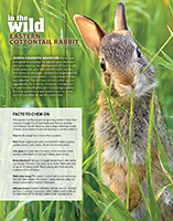 Eastern Cottontail Nebraska Life Article - May/June 2016.  Contributed photography. - Tear Sheet Photograph
