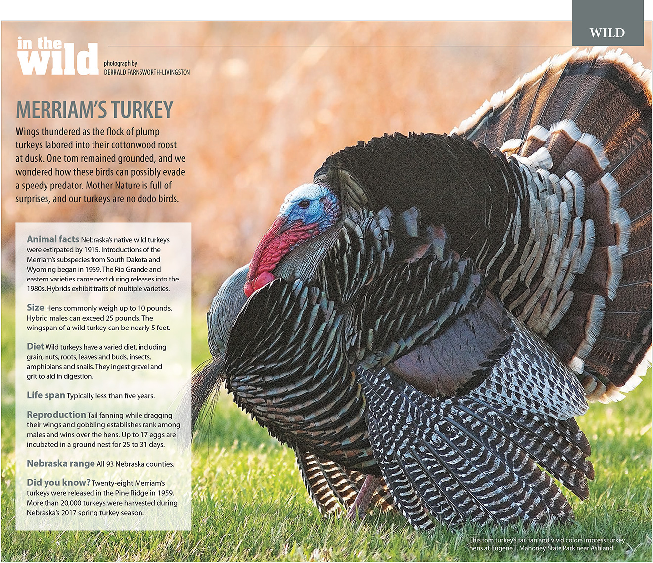 Nebraska Life May-June 2018 Turkey Feature.  Contributed Photograph. -  Picture